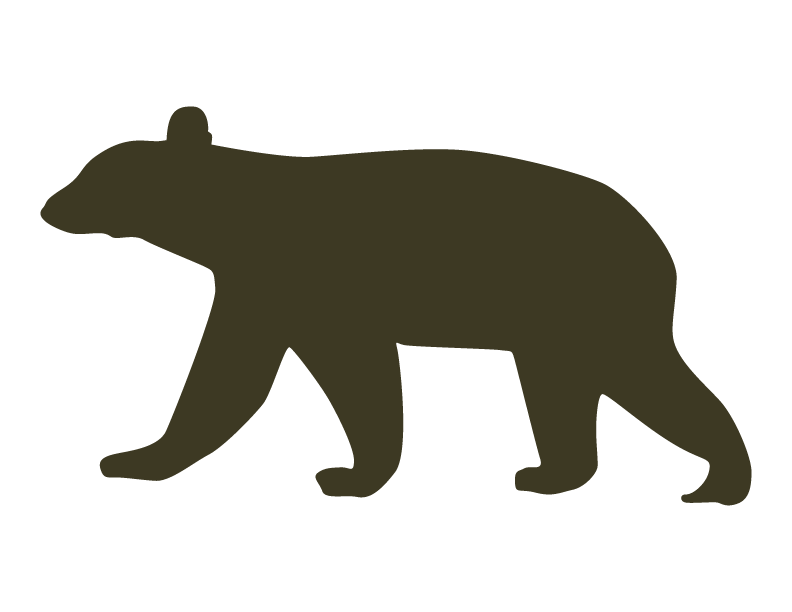 Black Bear